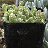 Aloinopsis setifera plant in a black pot with a blurred background