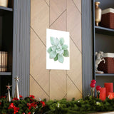 Pachyveria Haagei Succulent Botanical Print – Unframed Wall Art