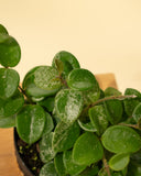 4" Hoya Mathilde Splash