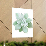 Pachyveria Haagei Succulent Botanical Print – Unframed Wall Art