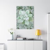 Pachyveria Haagei Succulent Pattern Canvas Print – Botanical Wall Art