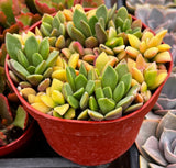 Potted Anacampseros telephiastrum ‘Sunset’ with green and yellow leaves in a red pot.