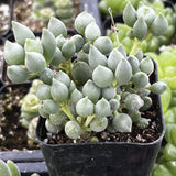 Senecio herreanus aka String of Tears plant in a black pot with a blurred background of more plants.