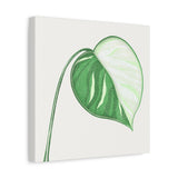 Monstera Albo Canvas Print – Botanical Wall Art