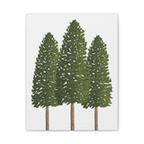 Ponderosa Pine Canvas Print – Wall Art