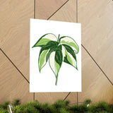 Philodendron Cream Splash Botanical Print – Unframed Wall Art