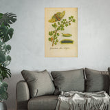Grossularia alba vulgaris,  Colorized White Gooseberry Engraving