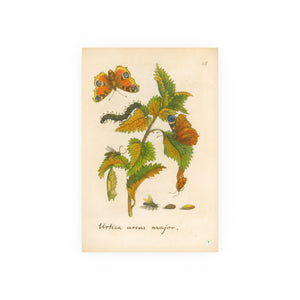 Urtica urens major, Colorized Stinging Nettle with Butterfly Life Cycle