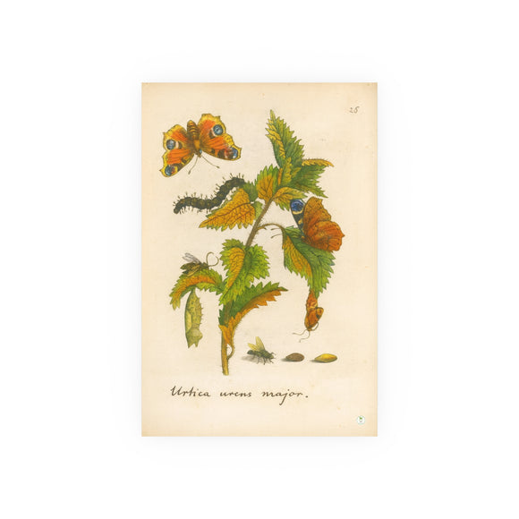 Urtica urens major, Colorized Stinging Nettle with Butterfly Life Cycle