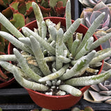  Senecio haworthii  plant in a red pot surrounded by other succulents