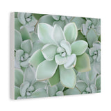 Pachyveria Haagei Succulent Pattern Canvas Print – Botanical Wall Art
