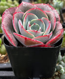 Potted Echeveria 'Museli' with red and green leaves in a garden setting