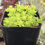 Potted Sedum 'Tokyo Sun' plant with bright green leaves in a black pot.