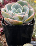 Echeveria Imbricata Hybrid in a black pot with a blurred background