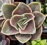 Close-up of aEcheveria 'Fireglow' with green and pinkish-red leaves.