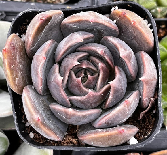 Close-up of a Echeveria 'Marrom' in a pot with a blurred background