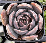Close-up of a Echeveria 'Marrom' in a pot with a blurred background