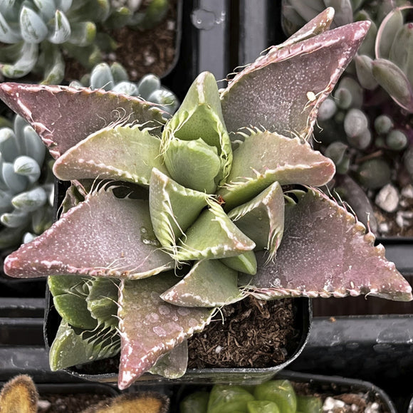 Close-up of a Faucaria tigrina plant with pinkish leaves in a pot.