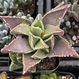 Close-up of a Faucaria tigrina plant with pinkish leaves in a pot.