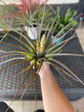 Fasciculata Tropiflora plant held by a hand with a blurred background