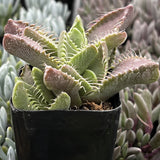 Potted Faucaria tigrina plant with green and pinkish leaves in a black pot.