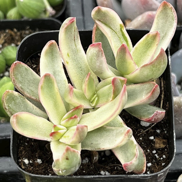 Potted Crassula 'Candy Cane' plant with green and pink leaves in a black pot.