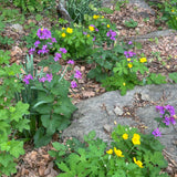 25 Money Plant Seeds (Lunaria annua / Honesty), Dried Flower, Self-Seeding Biennial, Zones 5–9