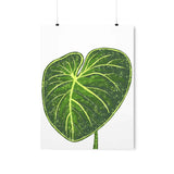 Philodendron Gloriosum Botanical Print – Unframed Wall Art