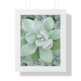 Pachyveria Haagei Succulent Pattern Framed Print – Botanical Wall Art