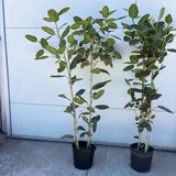 Ficus Audrey (Multi-stem)