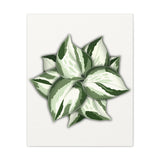Manjula Pothos Canvas Print – Botanical Wall Art