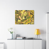 Noble Aeonium Succulent Pattern Canvas Print – Botanical Wall Art