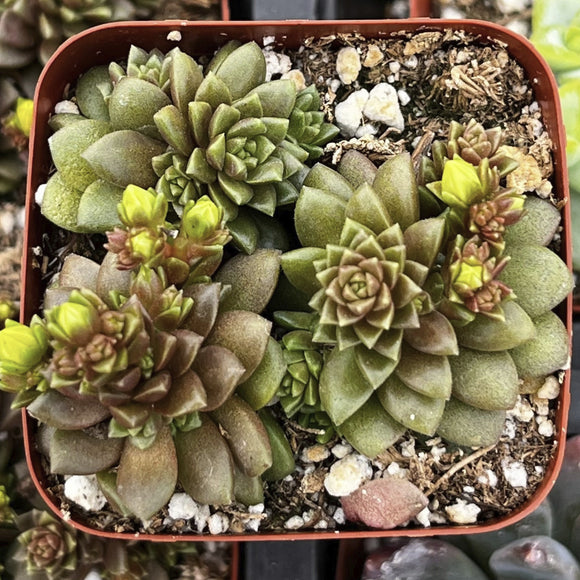 Collection of Cremnosedum Little Gem in a pot with a red rim
