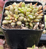 Anacampseros vanthielii plant in a black pot with a blurred background