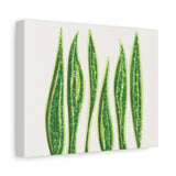 Snake Plant Canvas Print – Botanical Wall Art