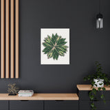 Stromanthe Triostar Canvas Print – Botanical Wall Art