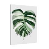 Melting Monstera Albo Canvas Print – Botanical Wall Art
