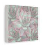 Echeveria Violet Queen Succulent Pattern Canvas Print – Botanical Wall Art