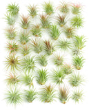 Collection of air plants arranged in a grid on a white background