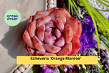 Echeveria ‘Orange Monroe’ – Rare Succulent Plant, Bare Root Easy Care Live Rosette for Indoor Decor or Outdoor Container Garden