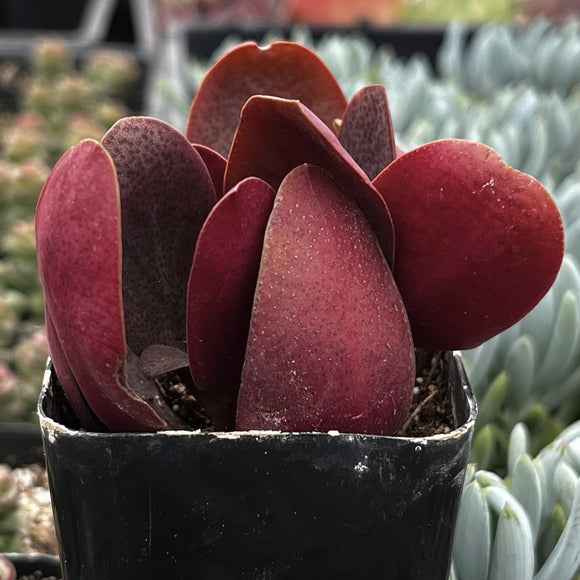 Crassula 'Pondo Cliff' plant in a pot with blurred green plants in the background
