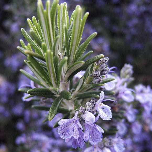 Close-up of a rosemary plant with purple flowers against a blurred natural background