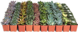 Collection of various succulents in small pots on a white background