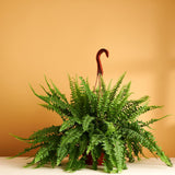 Green Kimberly Queen Fern plant on a beige surface with a brown background