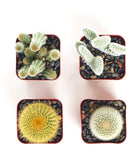 Four cacti in square containers on a white background