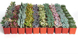 Row of small potted Pastel Mini Succulent Collection on a white background