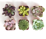 Six small succulent plants in square pots on a white background