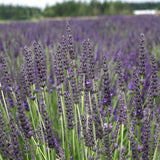 Field of lavender flowers with a blurred background