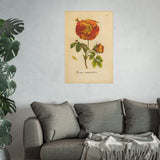 Rosa versicolor, Colorized Variegated Rose Engraving