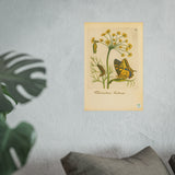 Foeniculum Hortense with Swallowtail Metamorphosis, Botanical Illustration Colorized Reproduction